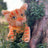 Lionblaze Large Plush Cat Warrior Cats Store