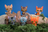 Firestar & Leafstar – Mini Collector Figures (Series 1) Warriors Cats Store - USA
