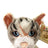 Ivypool Large Plush Cat Warriors Cats Store - USA